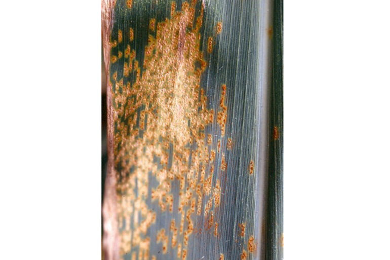 southern corn rust